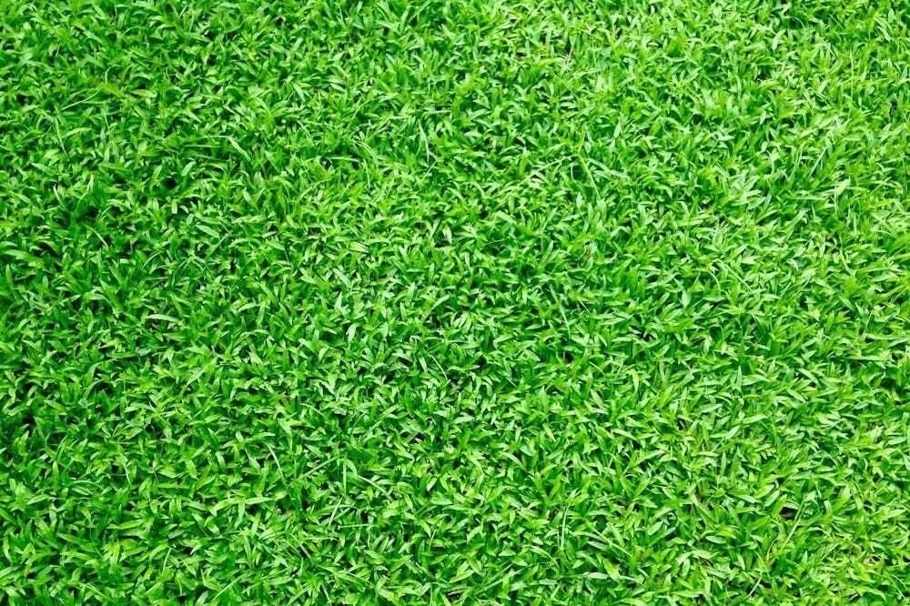 5 tips voor het kopen van graszoden 