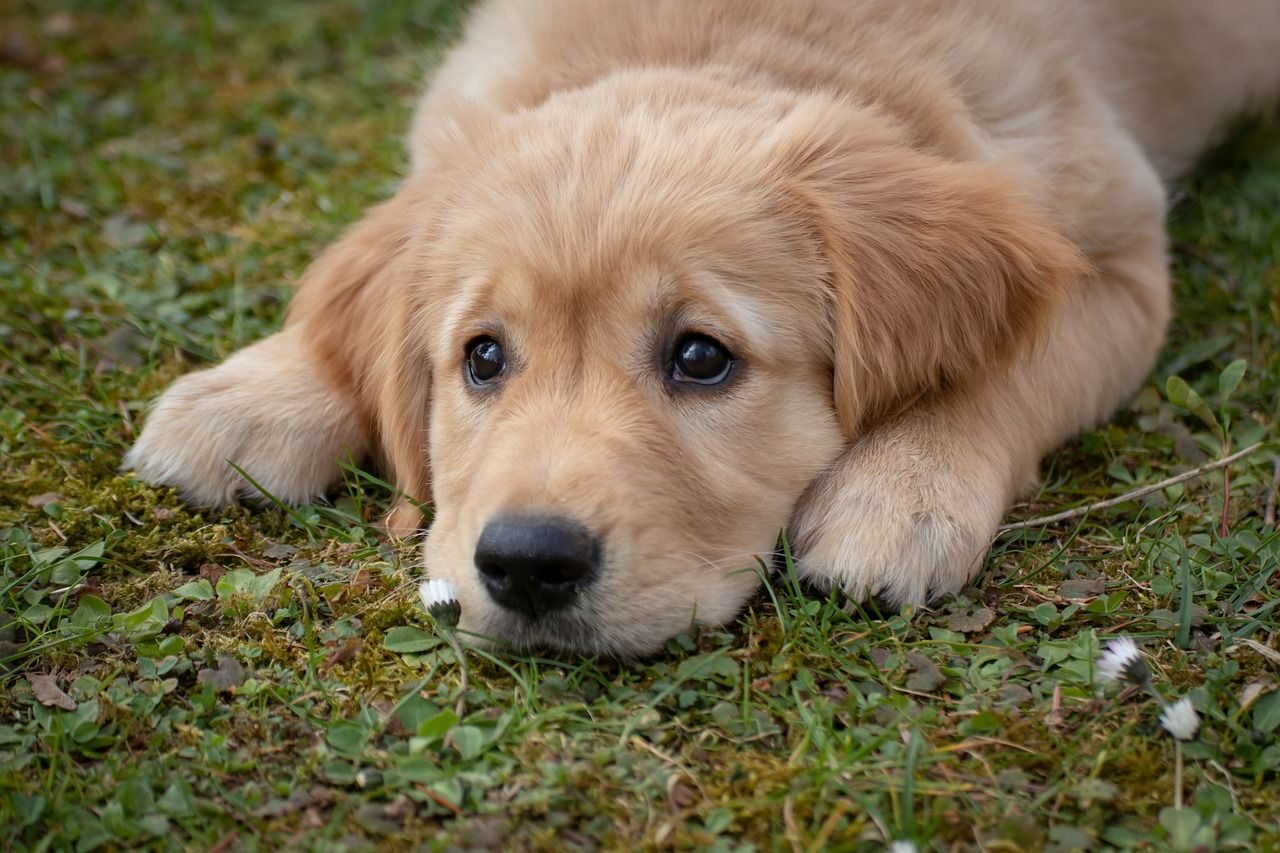 Tips om je hond snel zindelijk te krijgen