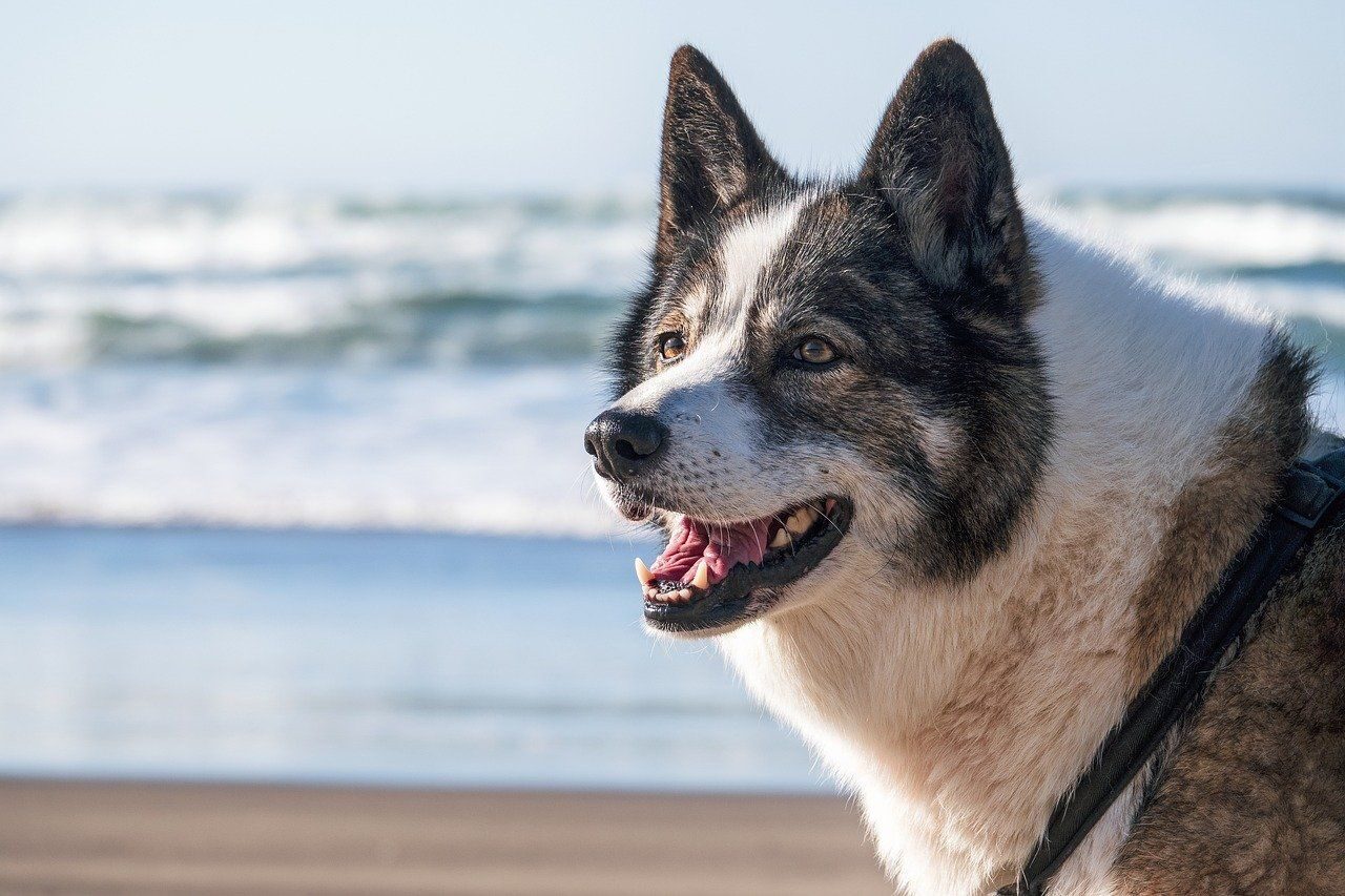 Tips om je hond te verkoelen tijdens de zomer