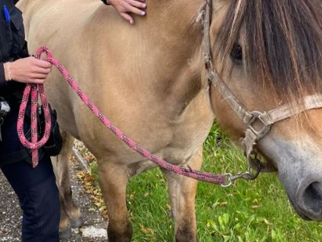 Politie vangt paard dat door Dordrecht galoppeert
