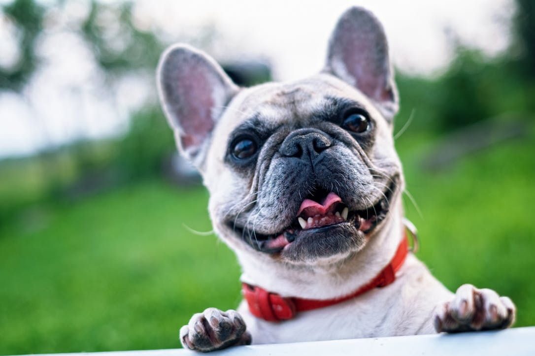 Verzorg je Franse Bulldog uitstekend met deze tips 