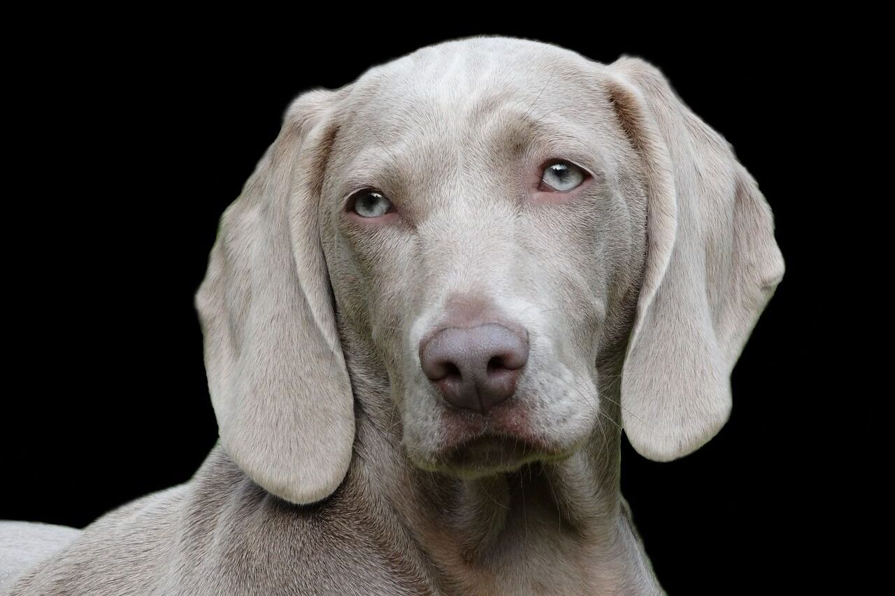 Tips om de vacht van je hond te verzorgen